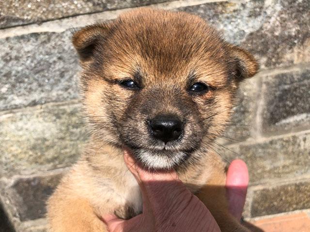 柴犬