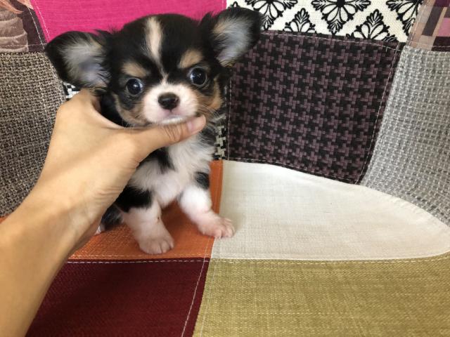 チワワ（ロングコート）