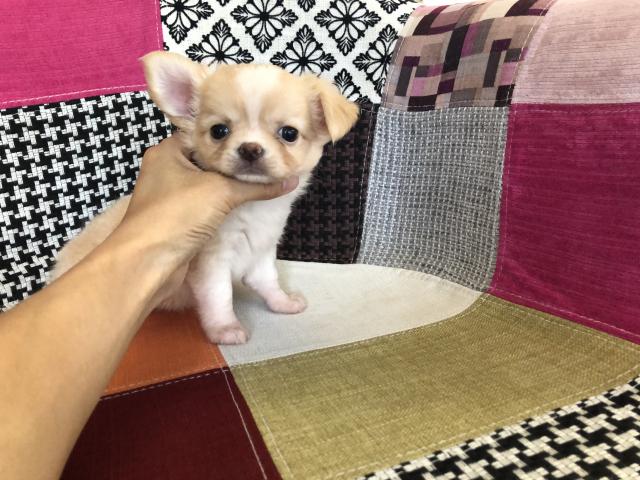 チワワ（ロングコート）