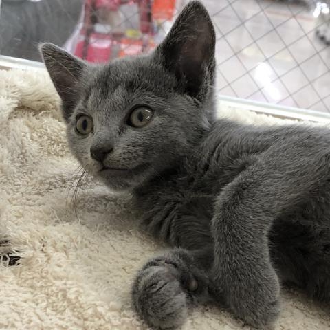 ロシアンブルー