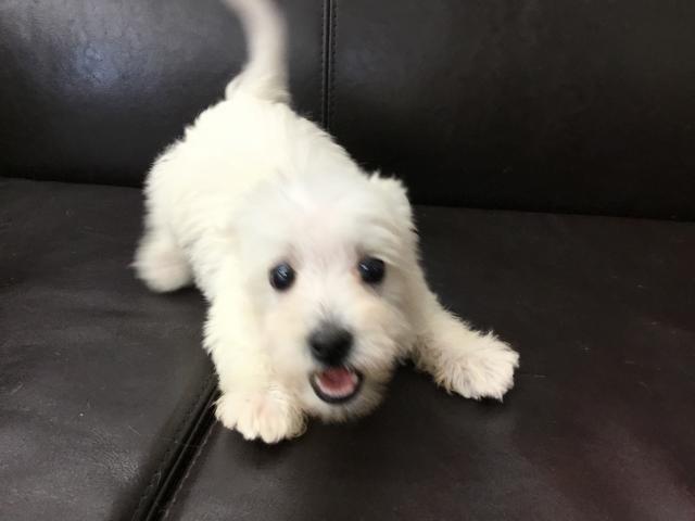MIX