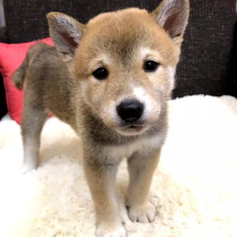 柴犬