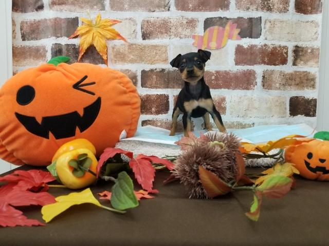 ミニチュアピンシャー