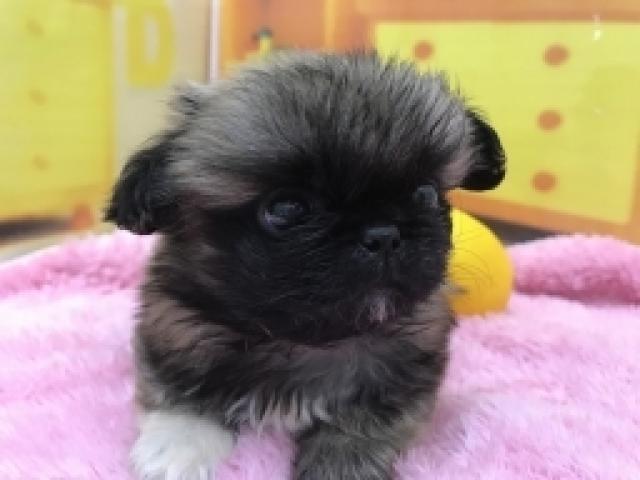 ペキニーズ