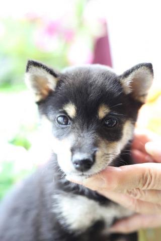 柴犬☆超希少☆スーパープレミアム☆極小黒豆柴☆女の子♪