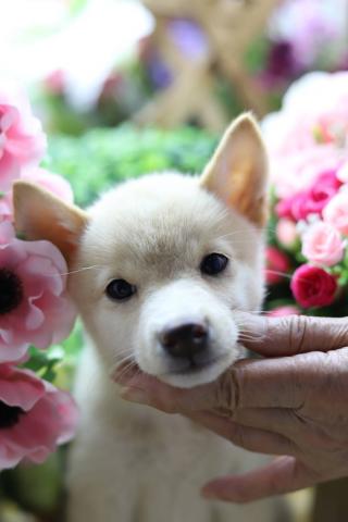 柴犬極上☆スーパープレミアム☆極小白豆柴☆女の子