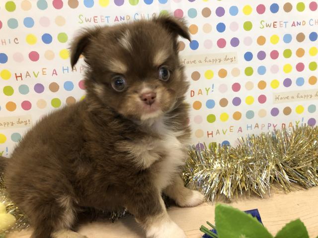 チワワ（ロングコート）