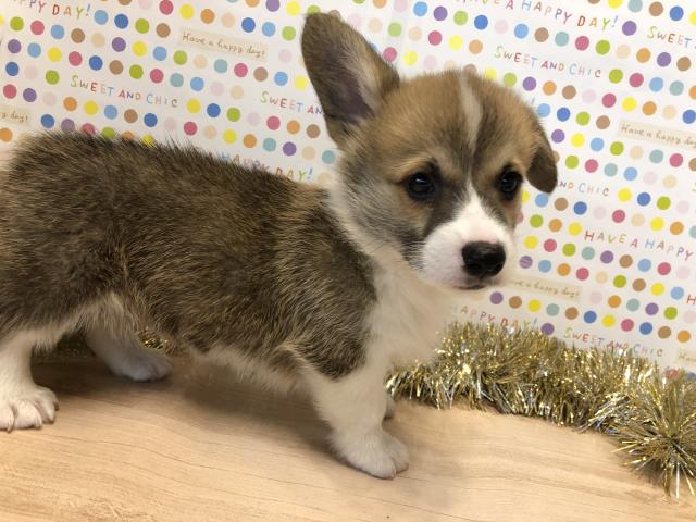 ウェルシュコーギーペンブローク