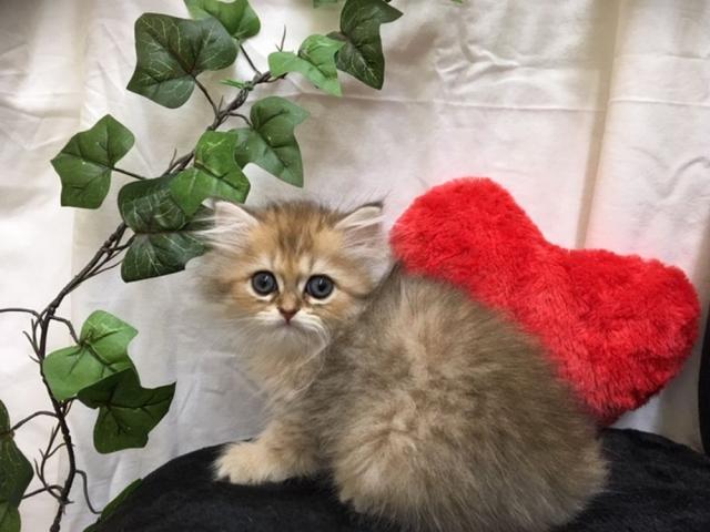 ペルシャ・ヒマラヤン