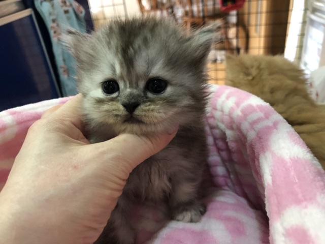 ミヌエット（旧ナポレオン）