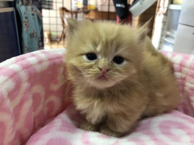 ミヌエット（旧ナポレオン）