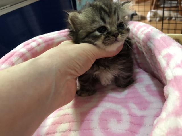 ミヌエット（旧ナポレオン）