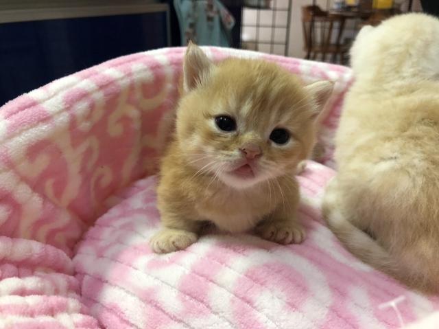 ミヌエット（旧ナポレオン）