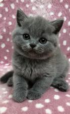 キャッテリーぱーくん