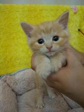 マンチカン㊗️只今!! 子犬💕仔猫❣️最愛なる可愛いキャンペーン中‼️❤️