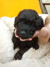 トイプードル㊗️只今!! 子犬💕仔猫❣️最愛なる可愛いキャンペーン中‼️❤️