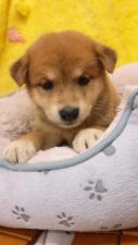 柴犬㊗️只今!! 子犬💕仔猫❣️最愛なる可愛いキャンペーン中‼️❤️