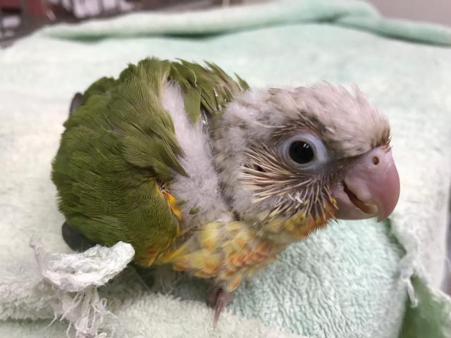 ホオミドリウロコインコ