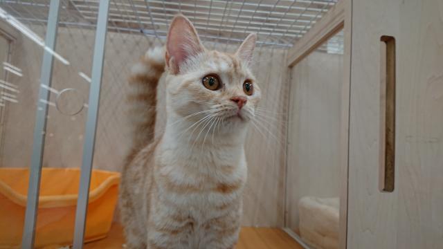 ビバペッツ深谷店 埼玉県 子犬や子猫たちのペット販売情報が満載 ペットステーション ビバペッツ深谷店 埼玉県 子犬や子猫たちのペット販売情報が満載 ペットステーション