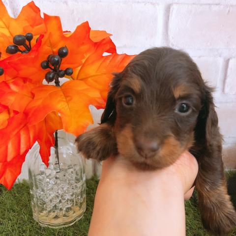 ミニチュアダックスフンド