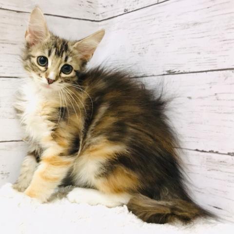 ノルウェージャンフォレストキャット