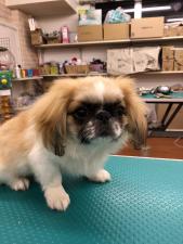 ペキニーズ㊗️只今!! 子犬💕仔猫❣️最愛なる可愛いキャンペーン中‼️❤️