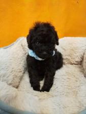 トイプードル㊗️只今!! 子犬💕仔猫❣️最愛なる可愛いキャンペーン中‼️❤️