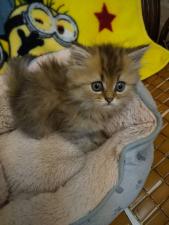 ペルシャ・ヒマラヤン㊗️只今!! 子犬💕仔猫❣️最愛なる可愛いキャンペーン中‼️❤️