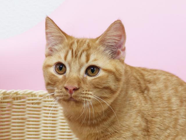 スコティッシュフォールド