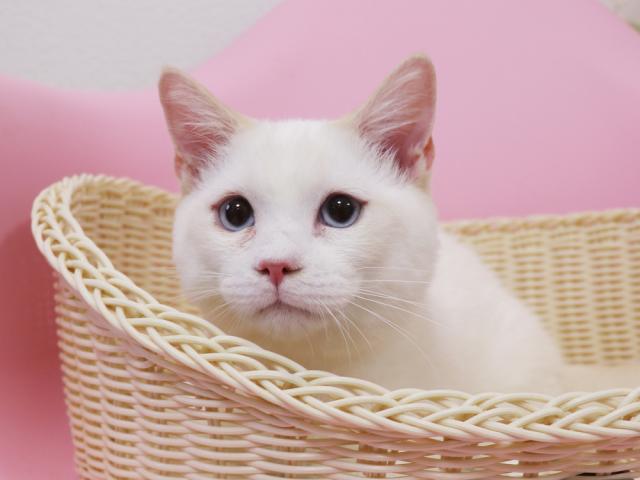 マンチカン