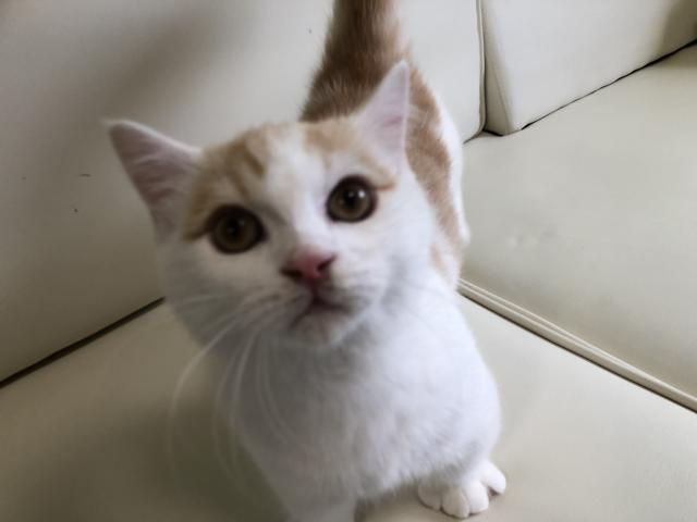 MIX（雑種）