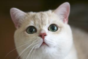 CATTERY EMERALDSPIRIT