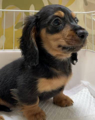 ミニチュアダックスフンド 子犬や子猫たちのペット販売情報が満載 ペットステーション