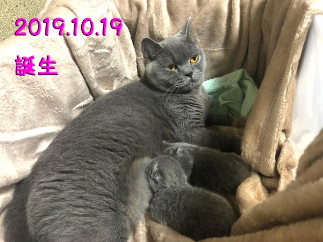 ブリティッシュショートヘア