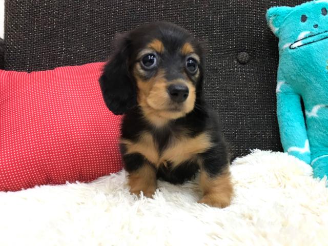 ミニチュアダックスフンド