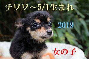 チワワ(ロングコート)