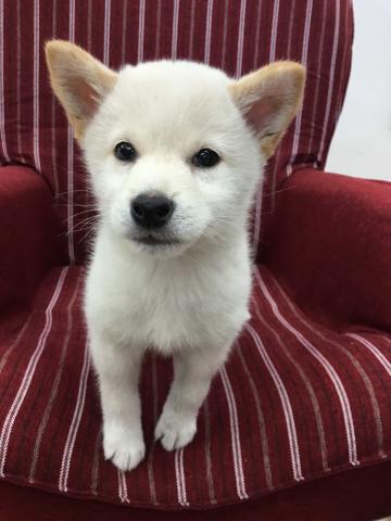 柴犬
