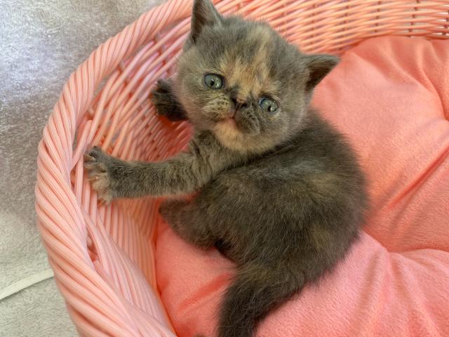 エキゾチックショートヘアー