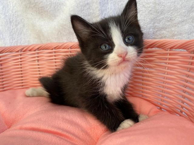 スコティッシュフォールド