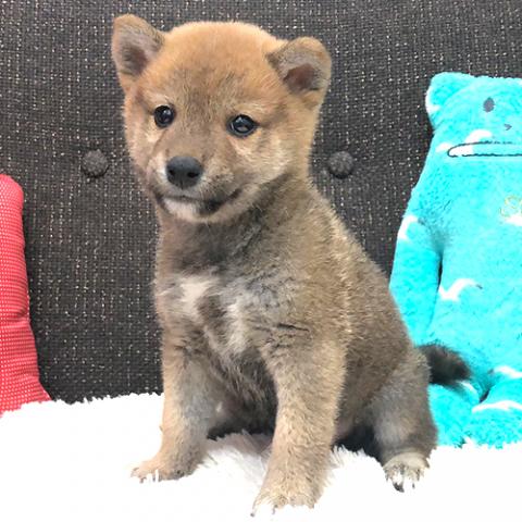 柴犬