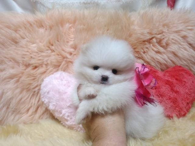 ポメラニアン