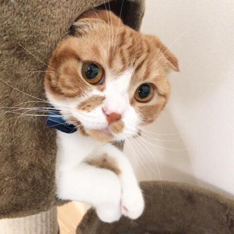 去勢済みの飼い猫ちゃむ♂です♡