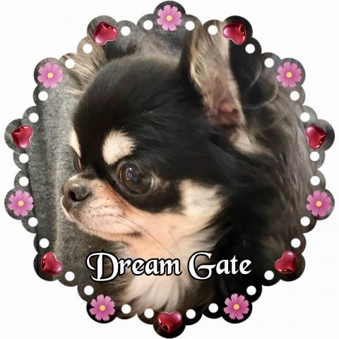 DREAM GATE〈ドリームゲート〉