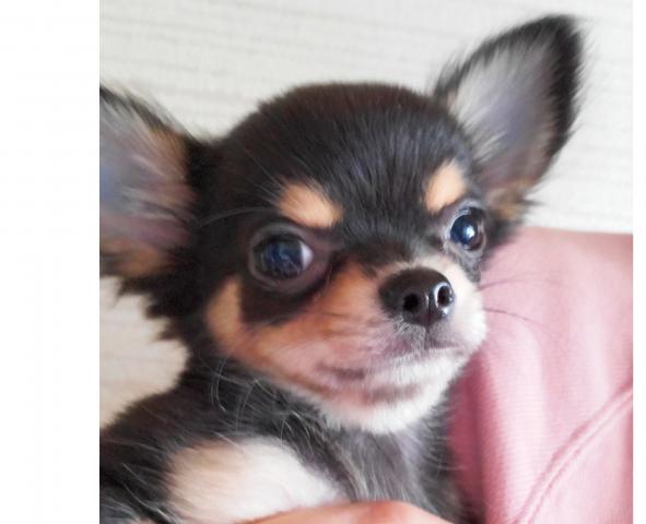 チワワ（ロングコート）