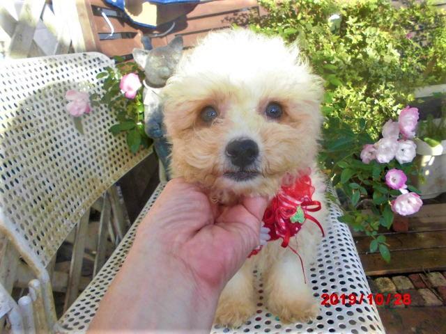 ミニチュアプードル