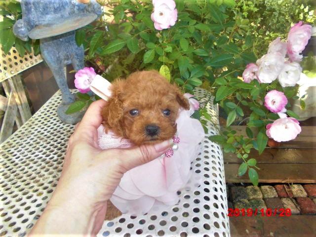 トイプードルTカップから小ぶりタイニー