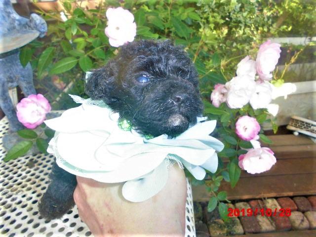 トイプードルTカップサイズ