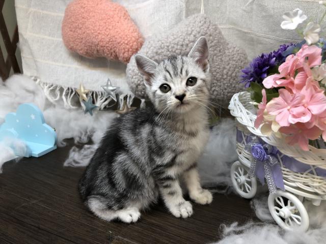 アメリカンショートヘアー