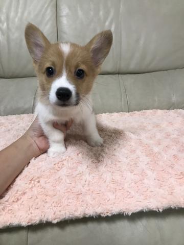 ウェルシュコーギーペンブローク