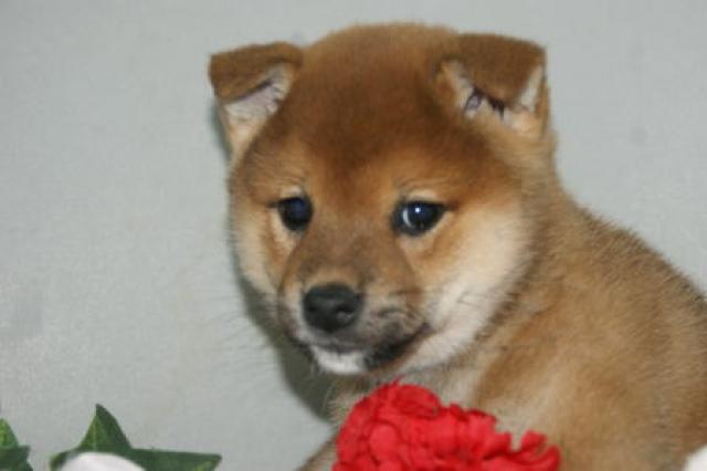 柴犬